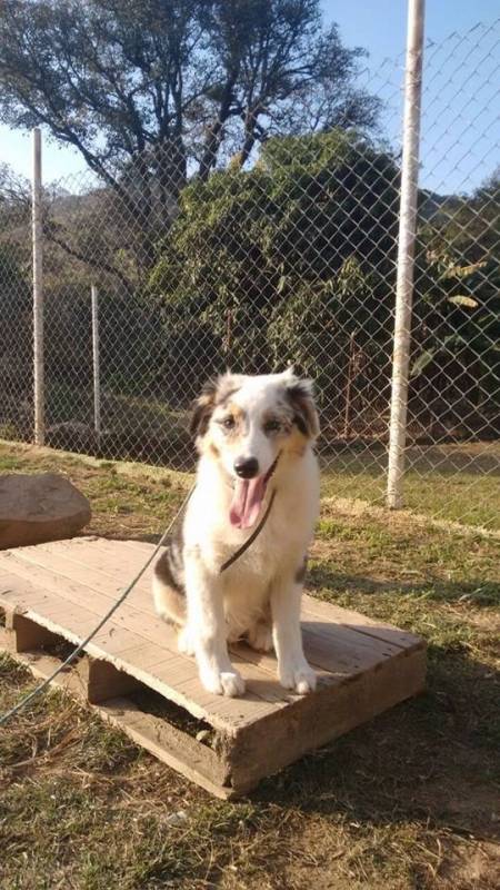 Cachorro de Segurança para Locação Granja Viana - Segurança com Cachorros em SP