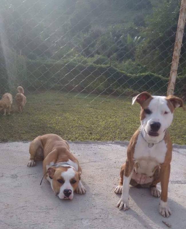 Cachorro Farejador de Drogas Tamboré - Cães Farejadores de Caça