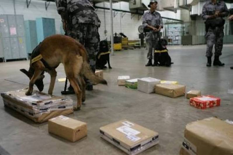 Cachorro Farejador de Pessoas Morumbi - Cão de Faro Receita Federal