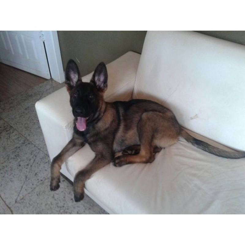 Cachorro Farejador Quanto Custa Cotia - Cão Farejador em SP