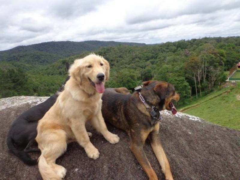 Cachorro Farejador Jaguaré - Cães Farejadores de Explosivos