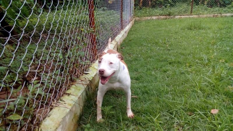 Cachorro para Alugar Tamboré - Cachorro de Guarda para Alugar