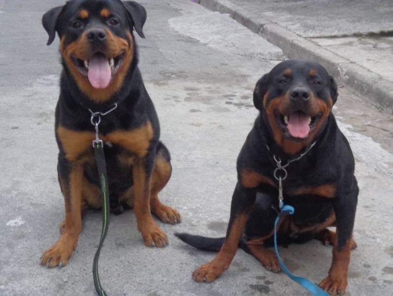 Cachorros de Segurança para Alugar Barueri - Segurança com Cachorros Alugados