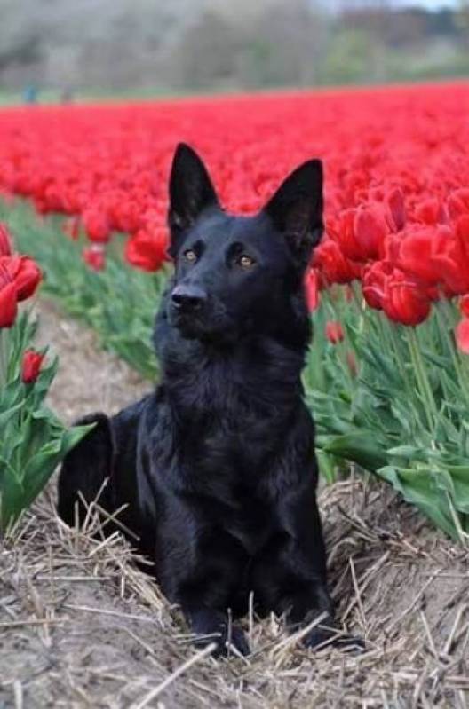 Cachorros Farejadores Santana de Parnaíba - Cães Farejadores de Caça