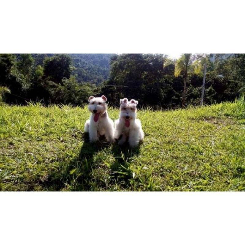 Cães de Guarda para Aluguel Tamboré - Cães de Guarda Aluguel