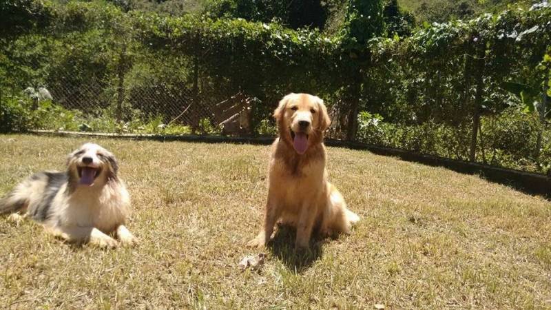 Cães de Segurança Adestrados Santana de Parnaíba - Cão de Segurança para Locação