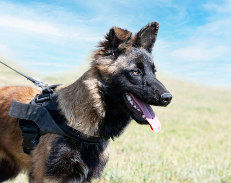 Cães de Segurança Patrimonial Carapicuíba - Cão de Segurança de Aluguel