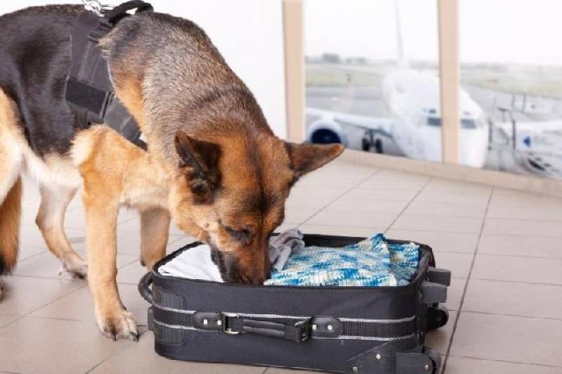 Cães Farejadores Aeroporto Bom Retiro - Cachorro Farejador de Pessoas