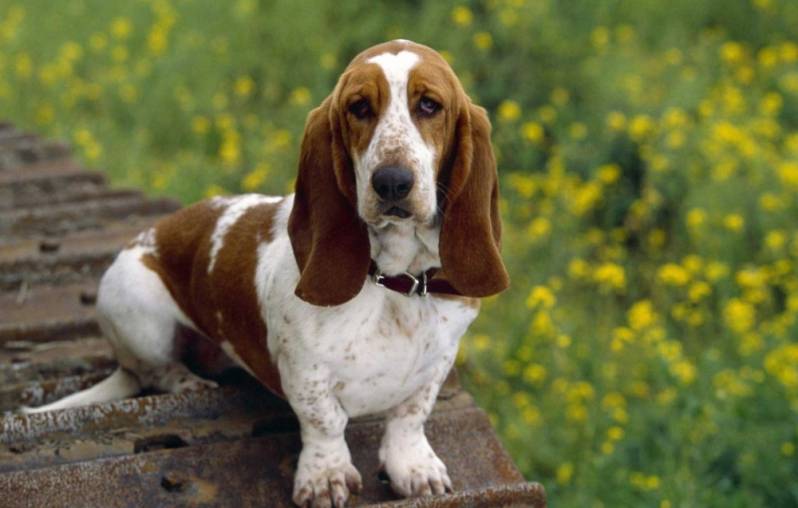 Cães Farejadores de Animais Granja Viana - Cão de Faro Receita Federal