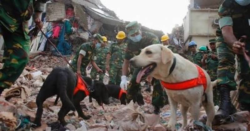 Cães Farejadores de Pessoas Perdidas Cotia - Cães de Faro de Explosivos