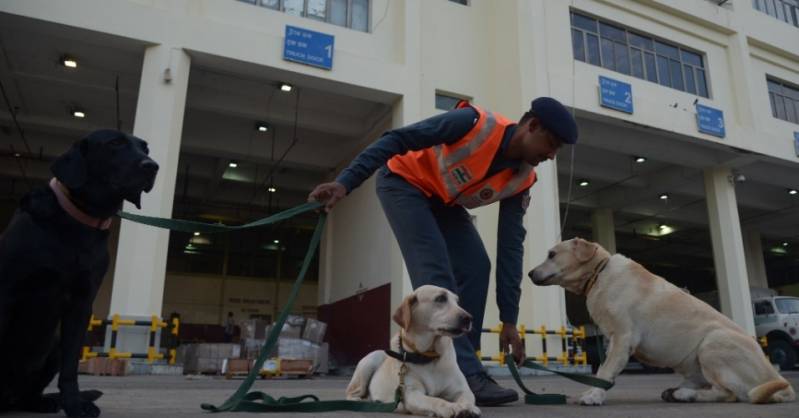 Cães Farejadores de Pessoas Preço Santana de Parnaíba - Treinar Cão para Farejar