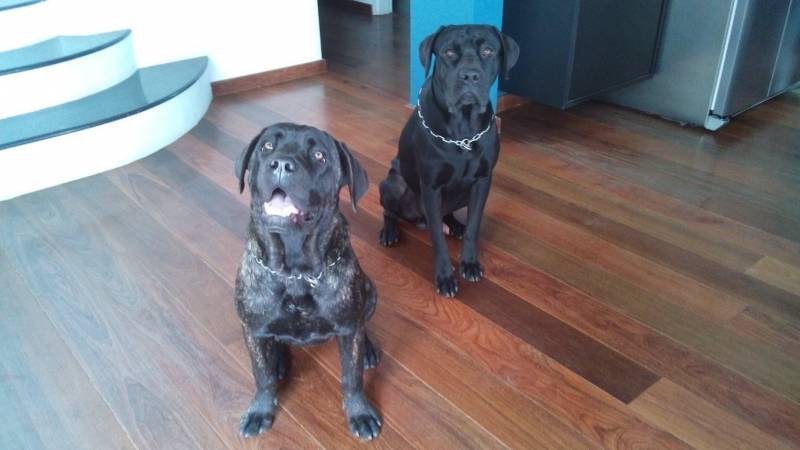 Cães Farejadores para Aluguel Granja Viana - Cães Farejadores de Caça