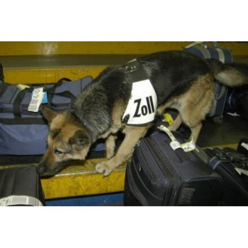 Cães Farejadores Lapa - Treinamento para Cão Farejador