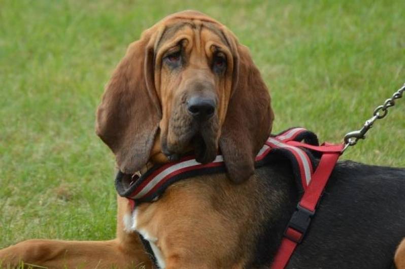 Cães para Faro de Animais Perdidos Preço Itapevi - Cão de Faro Treinamento