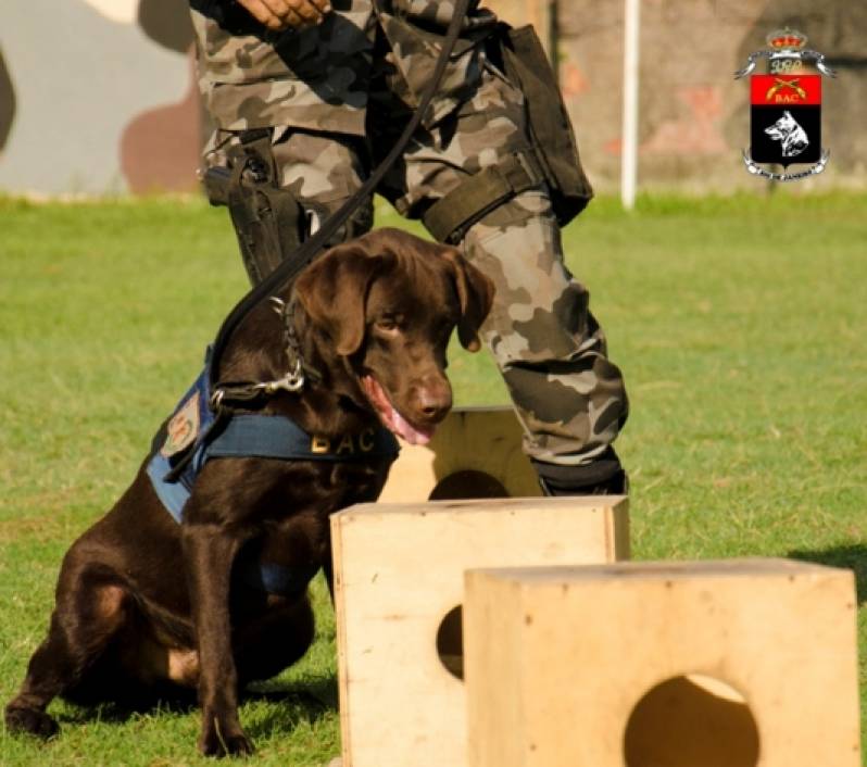 Cão de Faro de Explosivos Bela Vista - Cães para Faro de Animais Perdidos