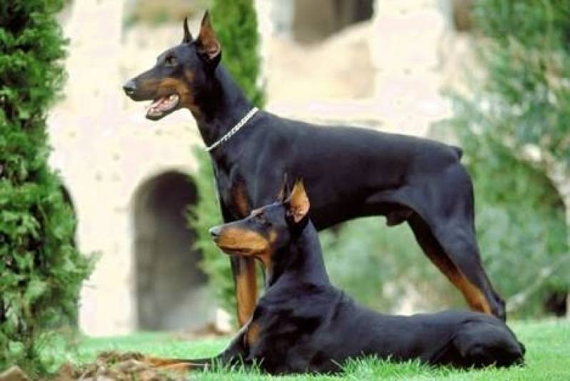 Cão de Faro Preço Alto da Lapa - Treinador de Cães Farejadores de Droga