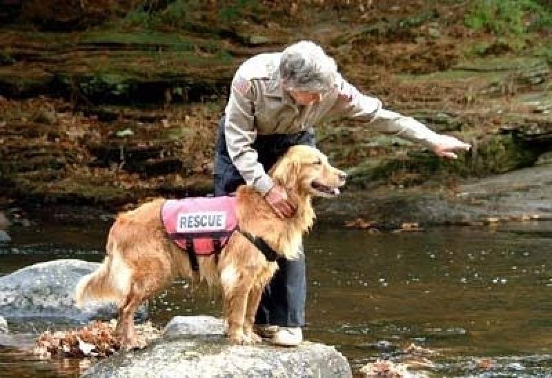 Cão de Faro Treinamento Preço Vila Olímpia  - Cão Farejador de Pessoas Perdidas