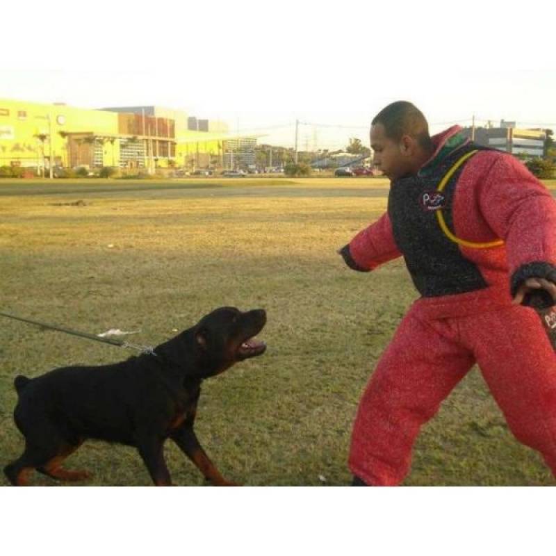 Cão de Guarda de Pequeno Porte Morumbi - Treinamento para Cão de Guarda