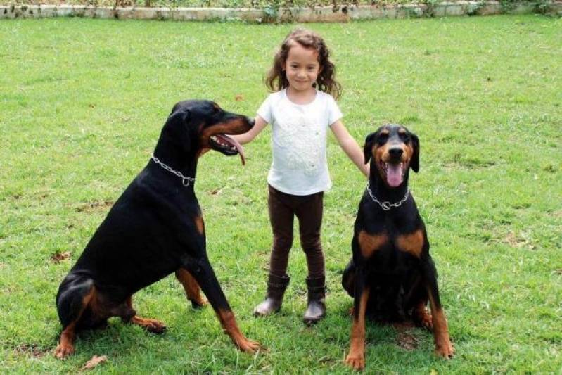 Cão de Guarda em SP Preço Vila Maria - Treinamento para Cão de Guarda