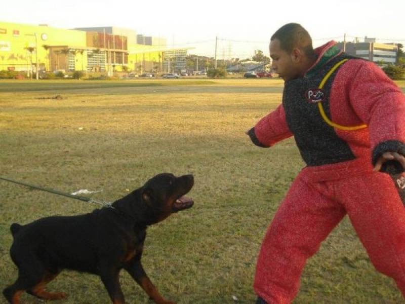 Cão de Guarda em SP Quanto Custa Carapicuíba - Aluguel de Cão de Guarda