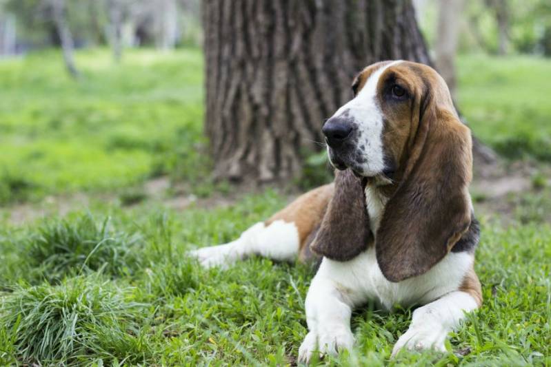 Cão de Guarda para Alugar Preço Vila Madalena - Locação de Cão de Segurança