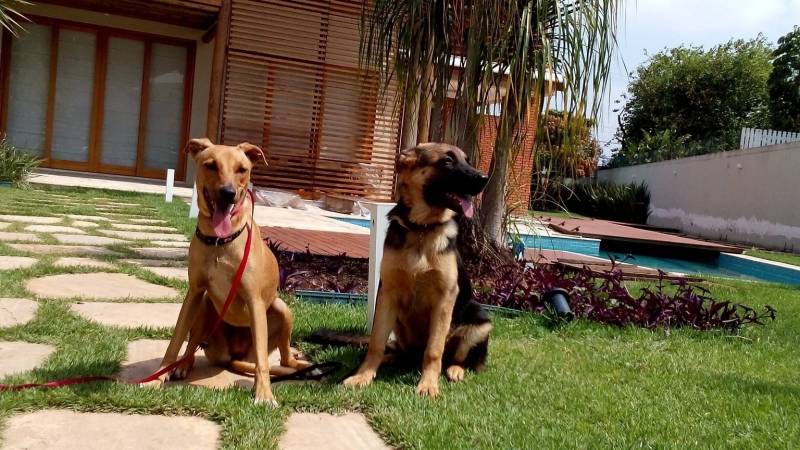 Cão de Guarda Segurança Aldeia da Serra - - Segurança com Cães Adestrados