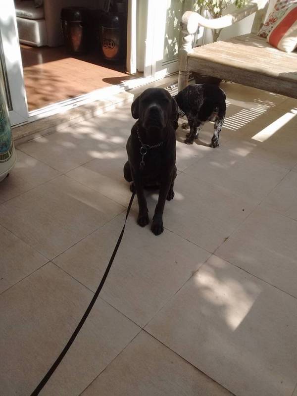 Cão de Segurança para Locação Higienópolis - Cães de Serviço