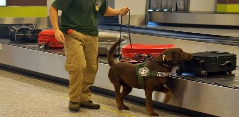 Cão Farejador Aeroporto Aldeia da Serra - - Serviços Especializados de Busca de Animais Desaparecidos