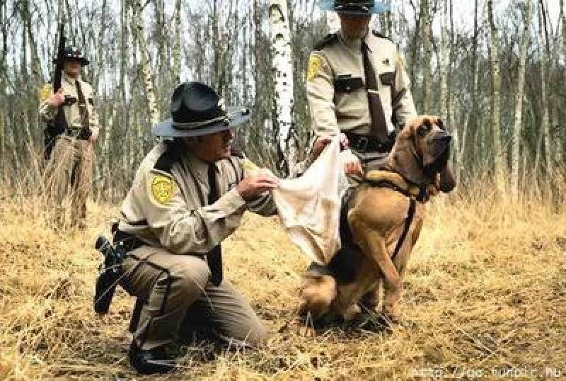 Cão Farejador de Pessoas Perdidas Preço Raposo Tavares - Aluguel de Cão Guarda em Sp
