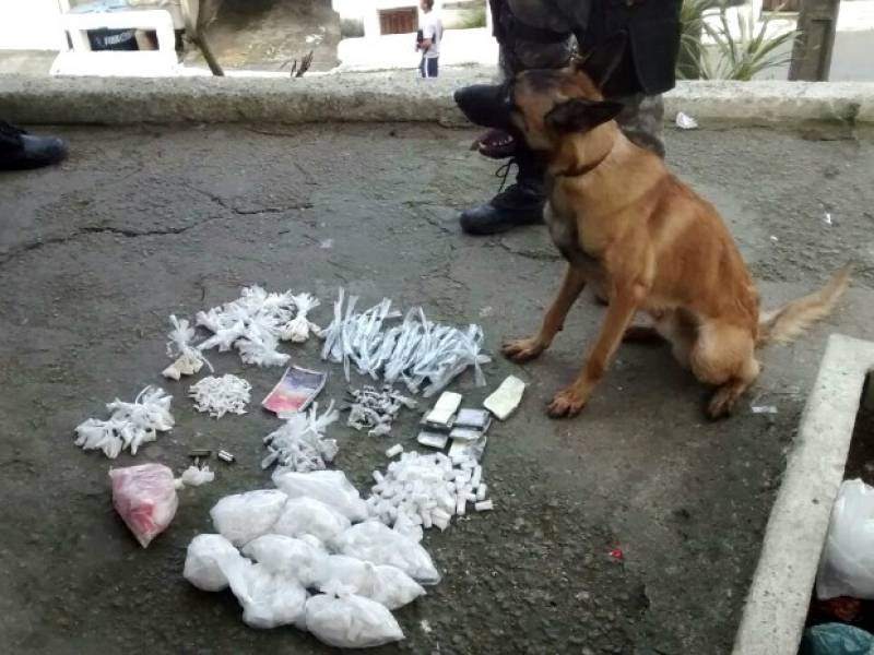 Cão Farejador Drogas Preço Vila Maria - Treinador de Cães Farejadores de Droga