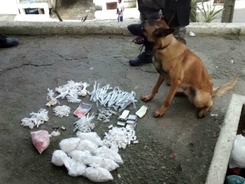 Cão Farejador Drogas Preço Butantã - Cão de Faro Treinamento