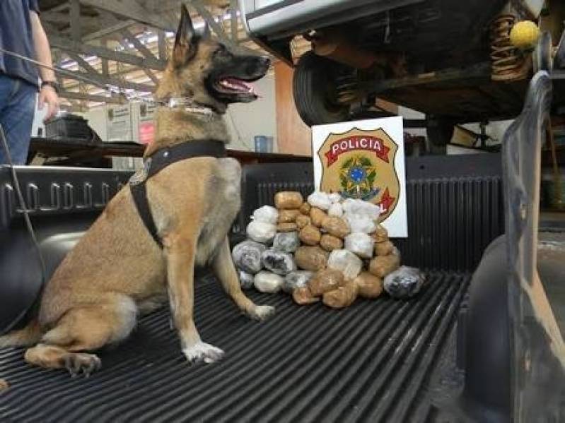 Cão Farejador Drogas Carapicuíba - Cães de Faro de Explosivos