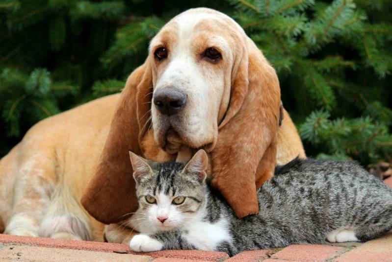 Cão Farejador Locação Preço Vila Madalena - Cães Farejadores Aeroporto