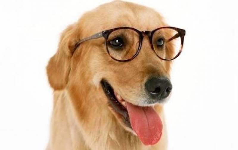 Cão Farejador para Aluguel Butantã - Cachorro Farejador de Drogas