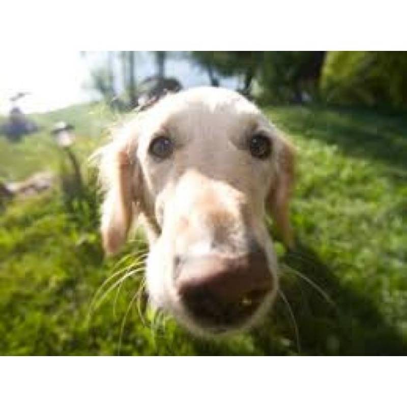 Cão Farejador Morumbi - Treinador para Cachorros Farejadores