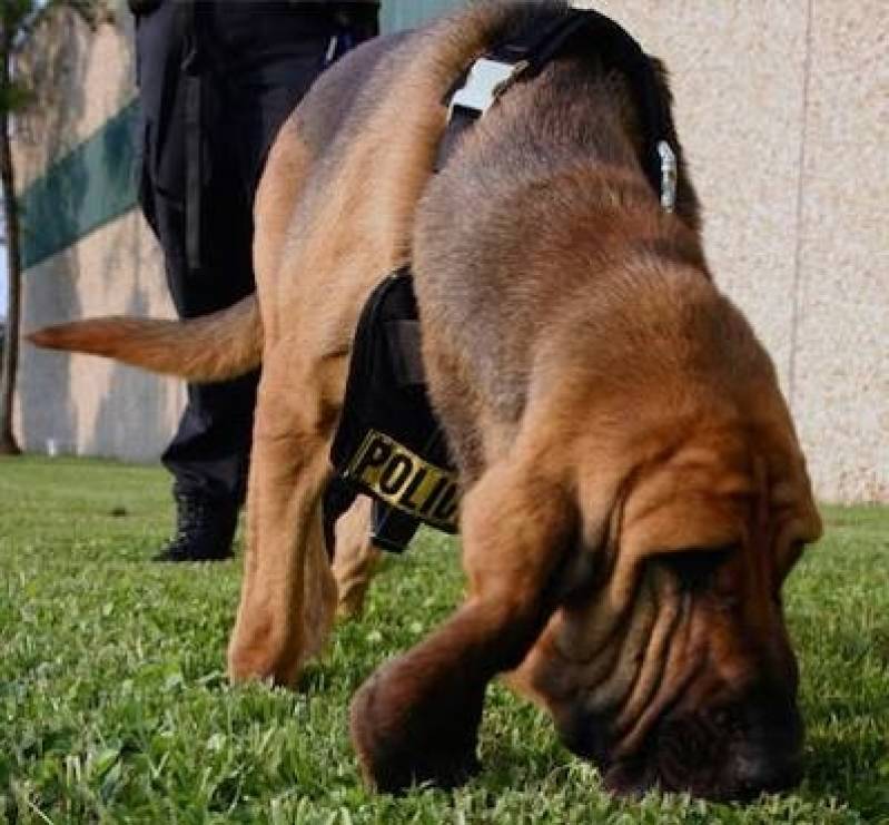 Cão para Faro de Animais Perdidos Bela Vista - Treinamento para Cachorro Farejador