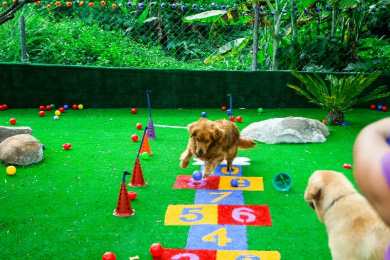 adestramento de cachorro em sp