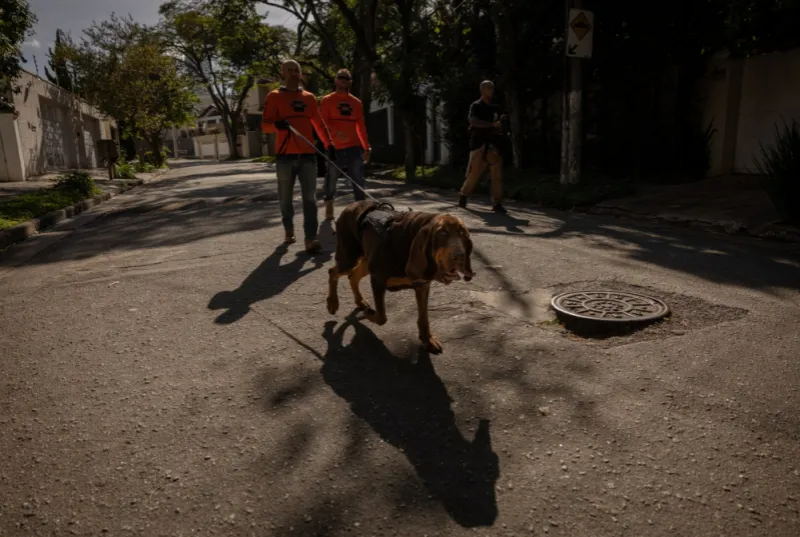 adestramento de cães em itapevi
