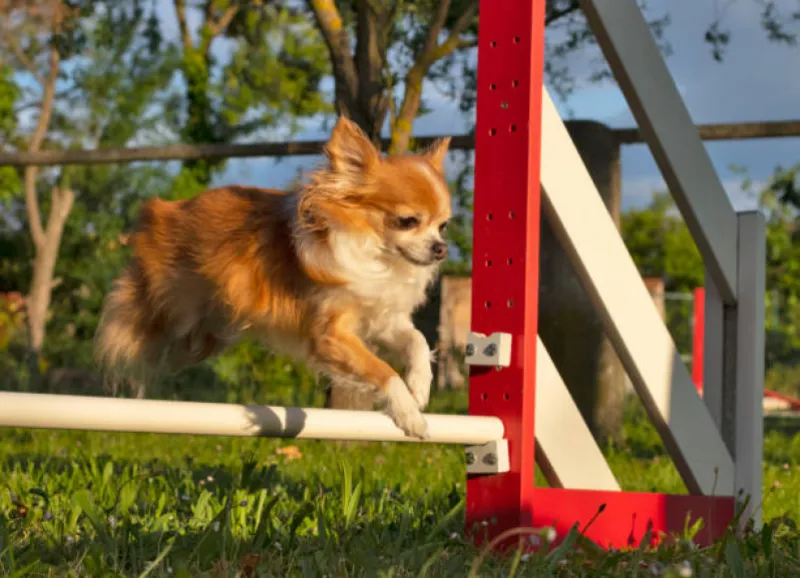 adestramento de cães em sp