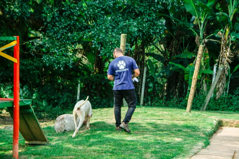 adestramento para cachorros