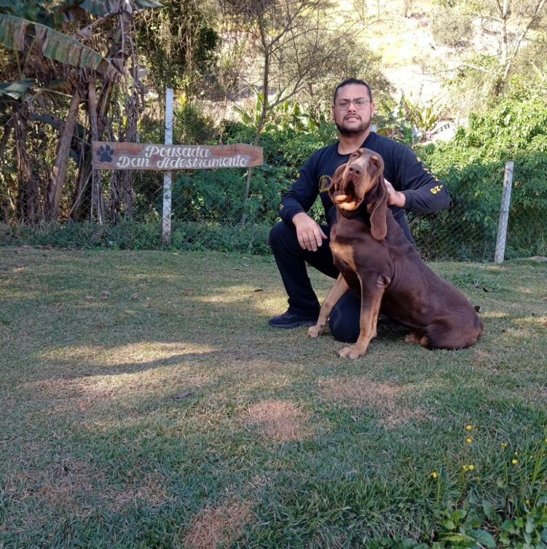 adestramento para cão