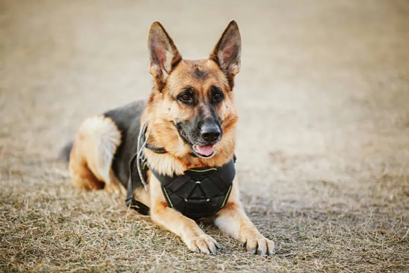 aluguel cão de guarda