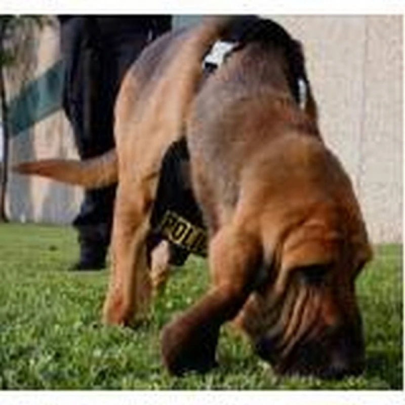 cachorro farejador