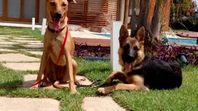 cães farejadores