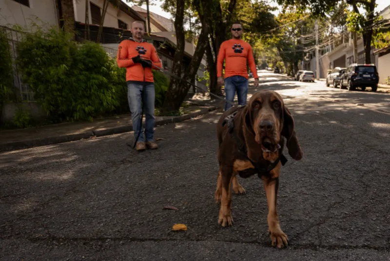 Orçamento de Adestrador Canino Jardim Bonfiglioli