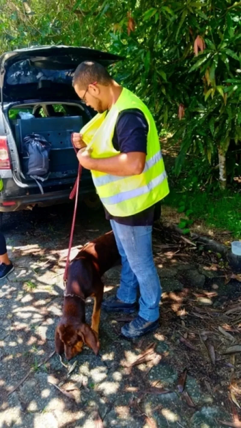Profissional para Adestrar Cachorro Filhote Pit Bull Santana de Parnaíba