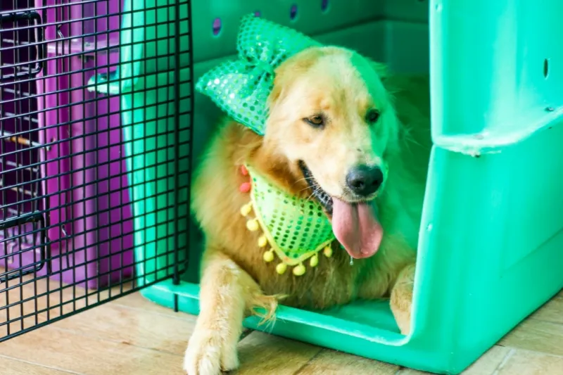 hotéis de cachorros