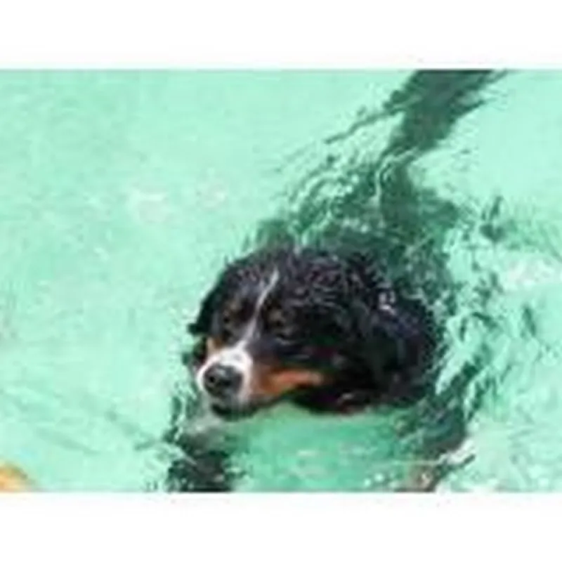 hotéis para cães