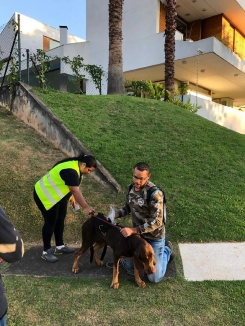 Valor de Adestrar Cachorro Agitado Vila Madalena