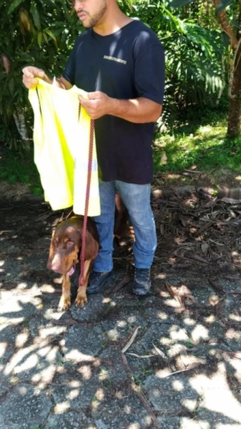Onde Encontrar Adestramento Básico Carapicuíba